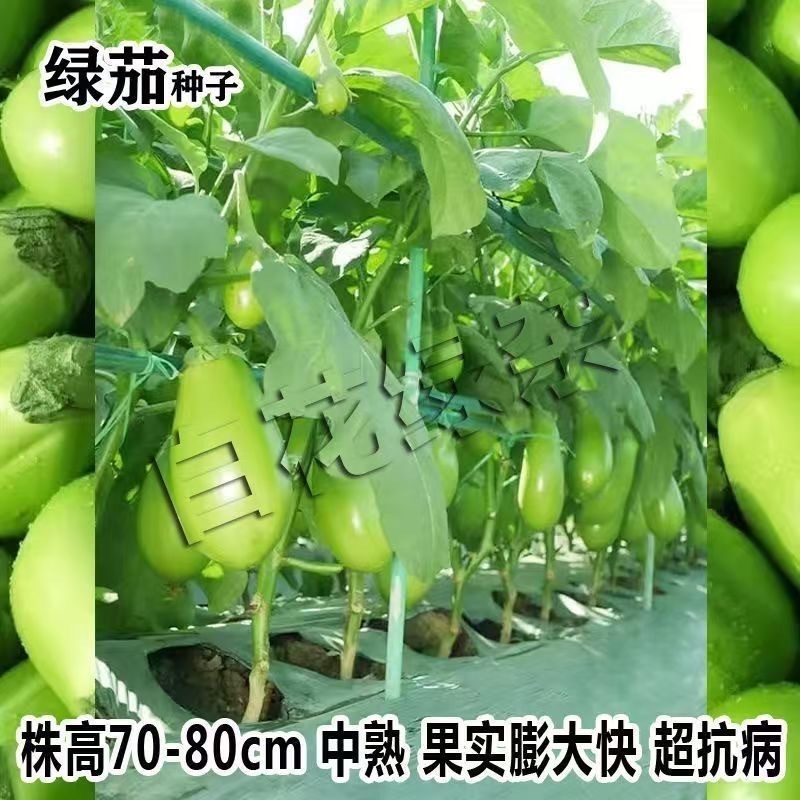 白花绿杂茄子种子绿茄种子抗病质地细嫩长势强