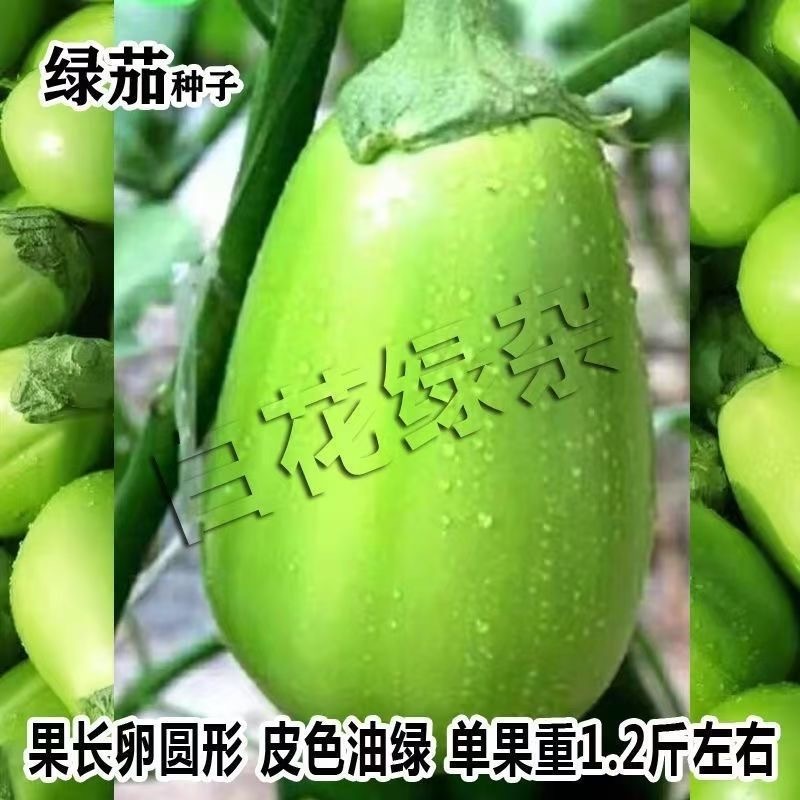 白花绿杂茄子种子绿茄种子抗病质地细嫩长势强