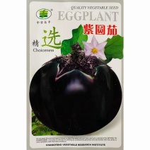 紫圆茄种子早熟抗病果大肉多耐寒耐热口感好