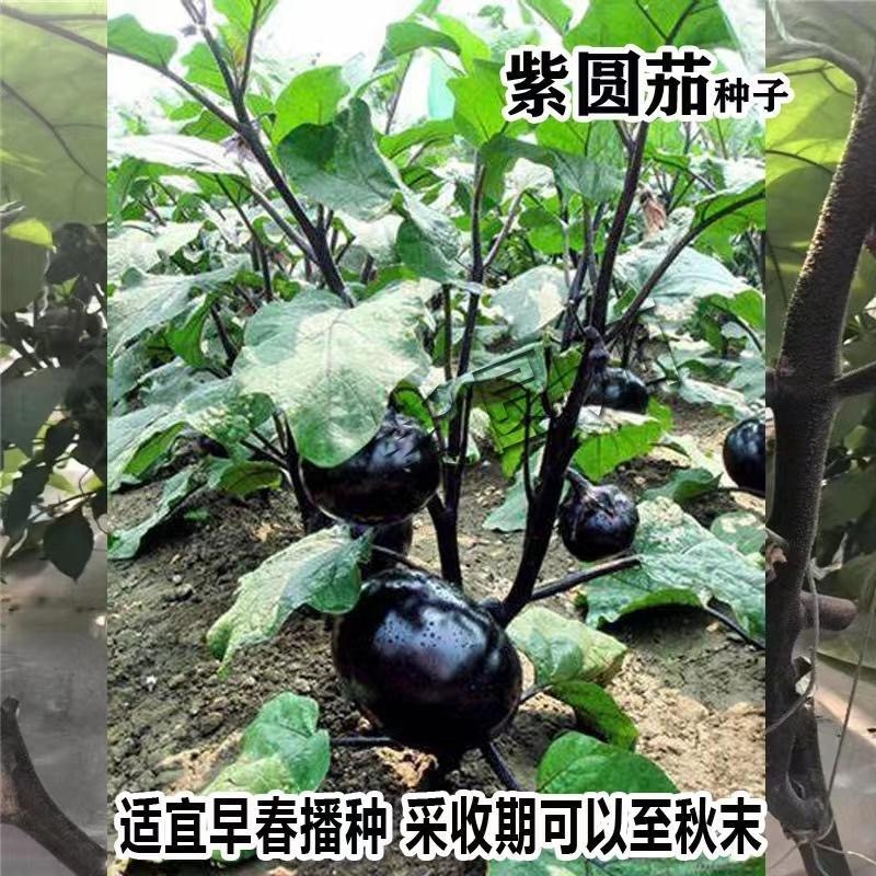 紫圆茄种子早熟抗病果大肉多耐寒耐热口感好
