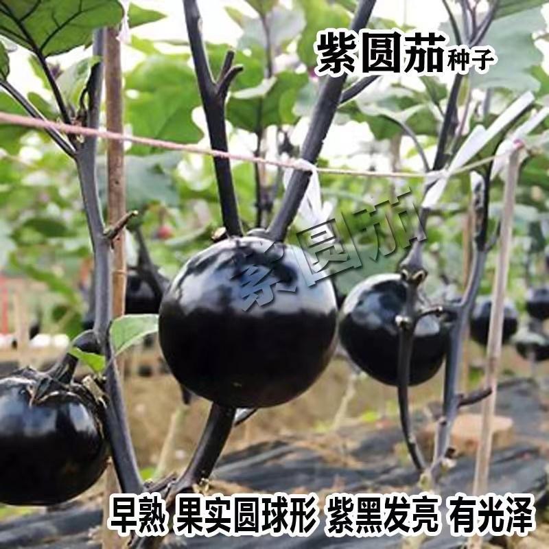 紫圆茄种子早熟抗病果大肉多耐寒耐热口感好