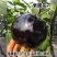 紫圆茄种子早熟抗病果大肉多耐寒耐热口感好