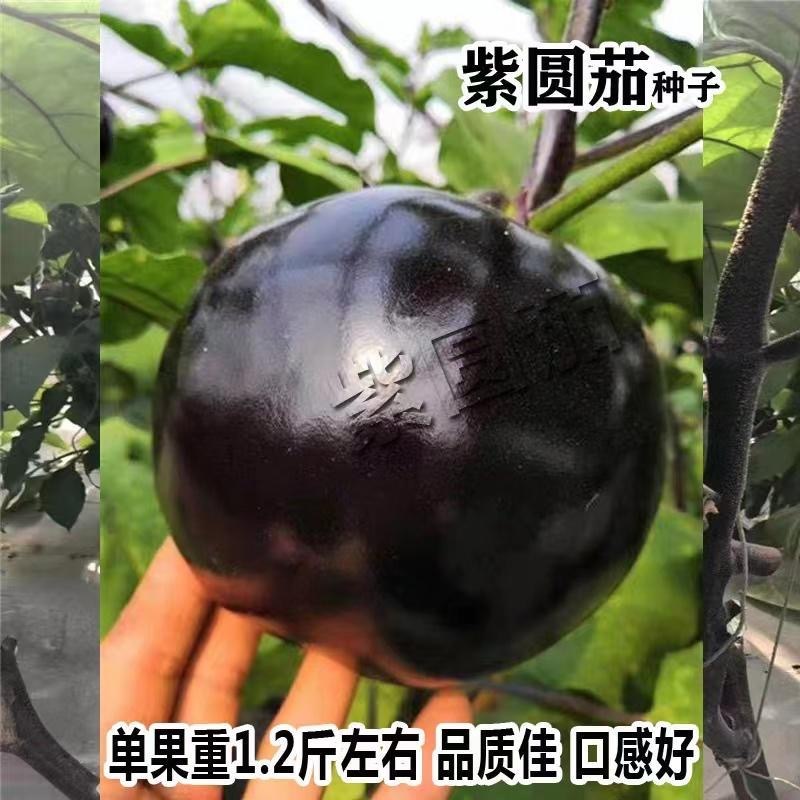紫圆茄种子早熟抗病果大肉多耐寒耐热口感好