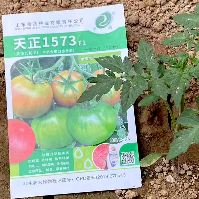 天正1573西红柿种子大果沙瓤早熟抗TY天正九甜鲁蔬品种