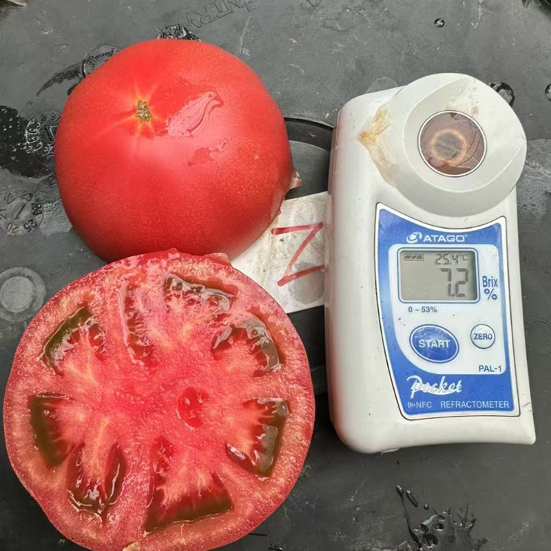 天正1573西红柿种子大果沙瓤早熟抗TY天正九甜鲁蔬品种