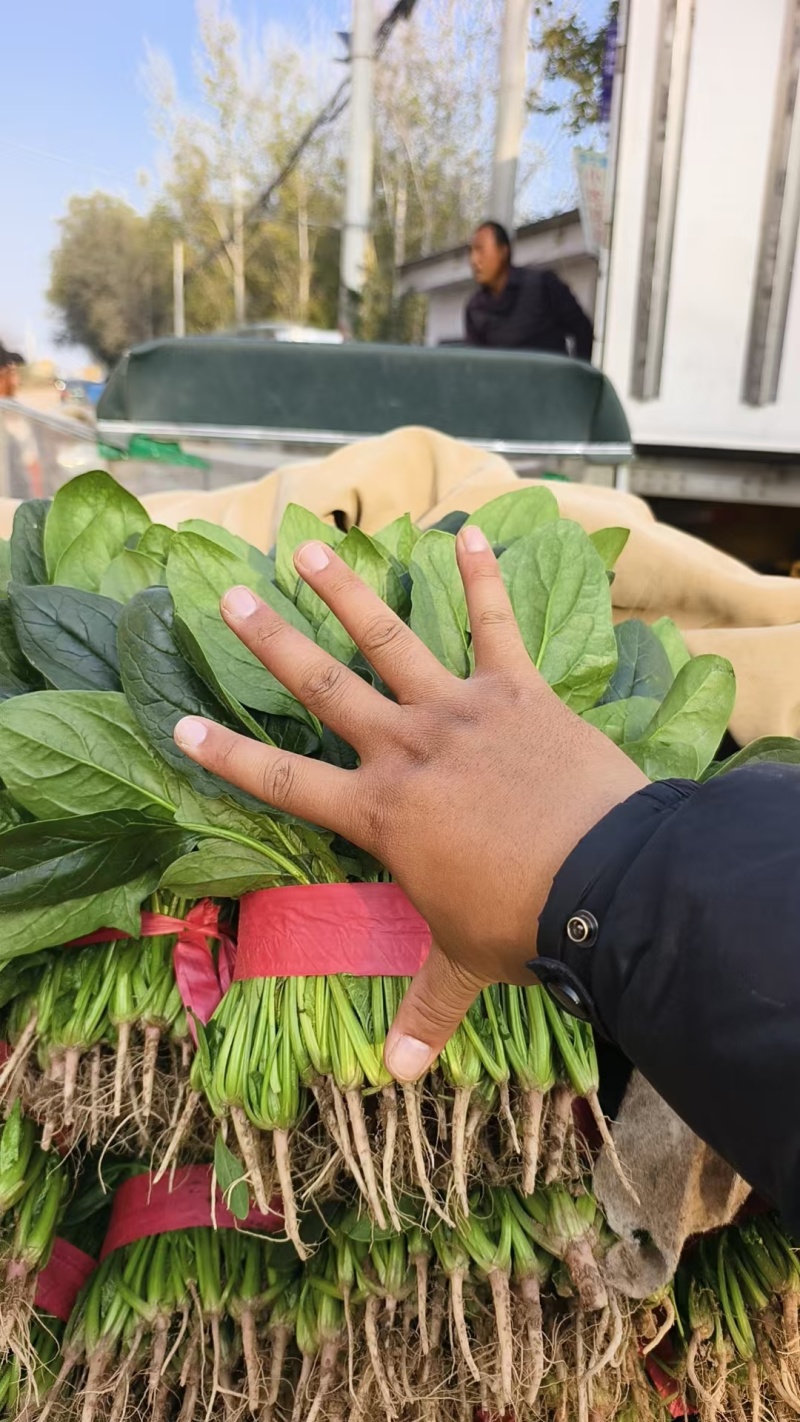 香菜品质好货长期供应欢迎各位朋友合作