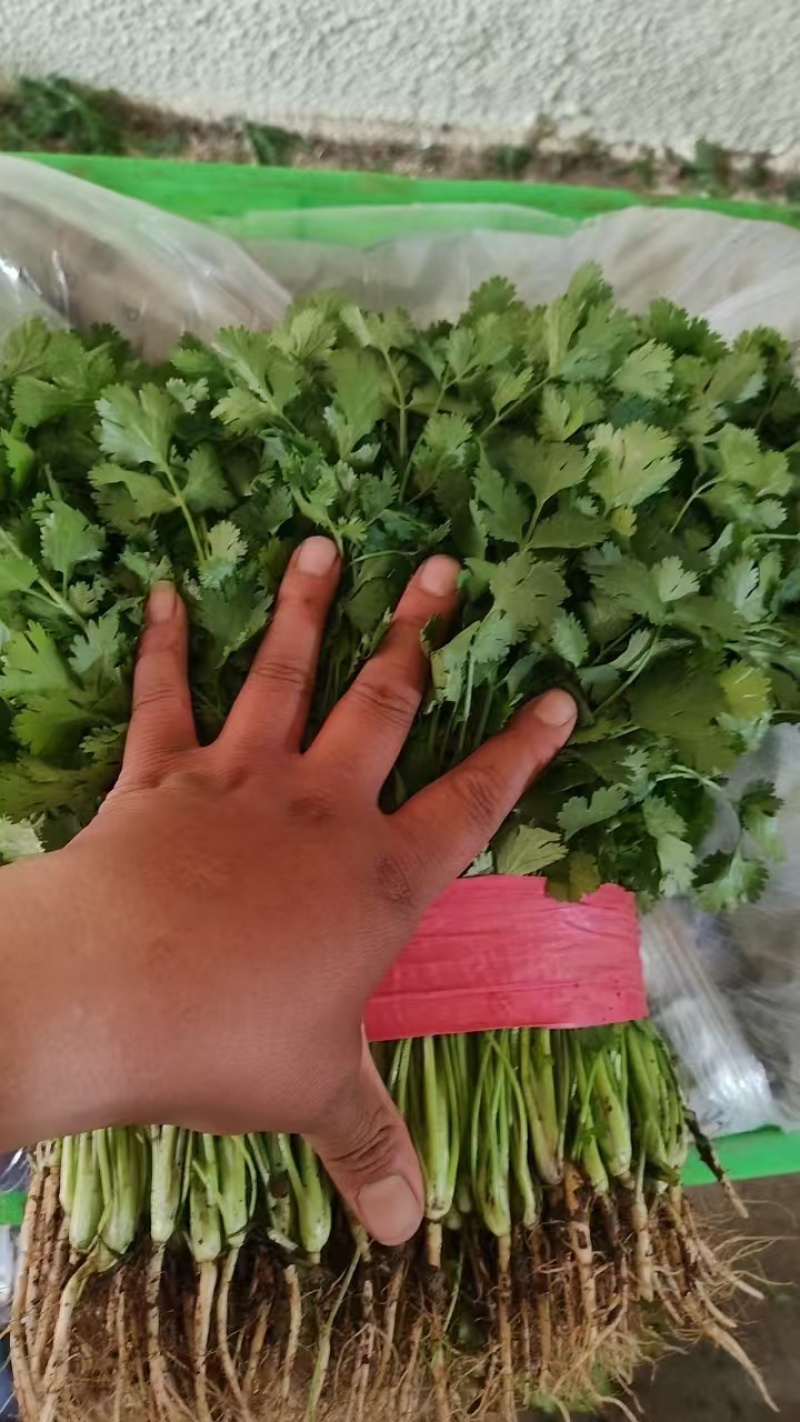 香菜品质好货长期供应欢迎各位朋友合作