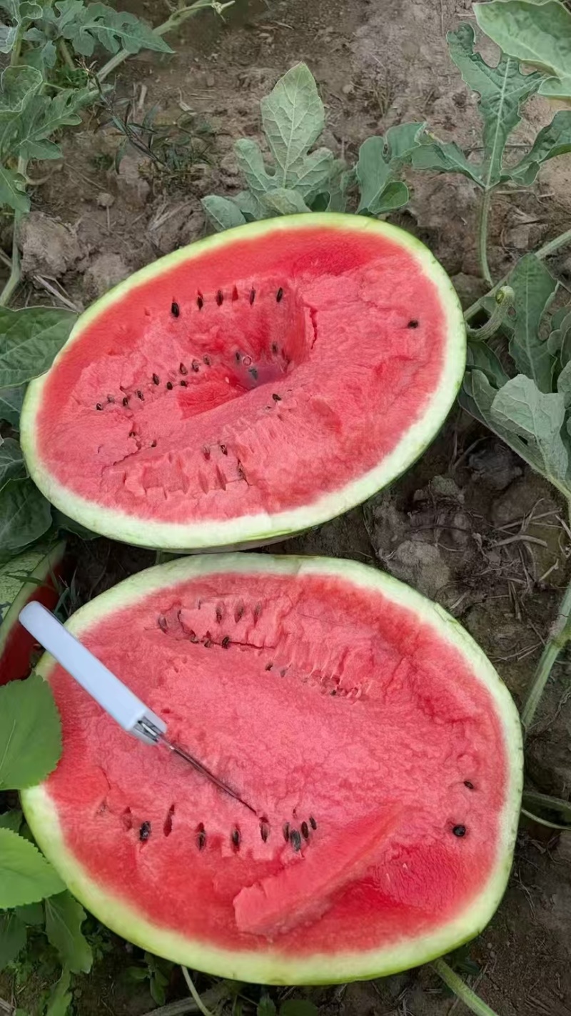 甜王西瓜云南甜王西瓜包熟包甜皮薄多汁量大从优