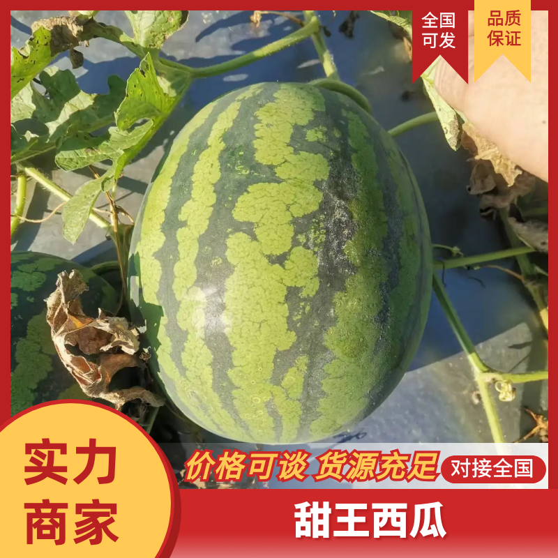 [甜王西瓜批发]云南德宏瑞丽市西瓜 0.30元/斤甜王西瓜 云南 _ 一亩田