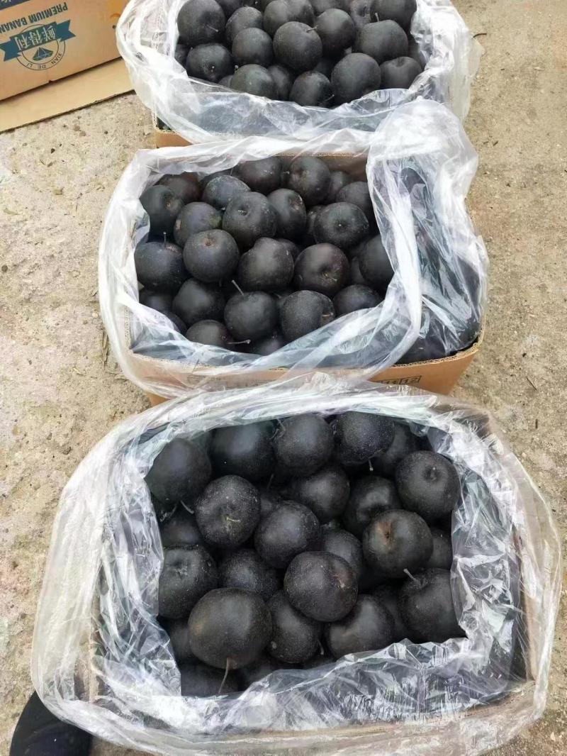 辽宁锦州北镇大个头冻梨精选好果成熟度好甜度高欢迎咨询