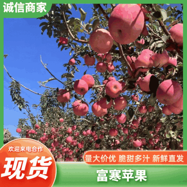 寒富苹果，个头均匀，颜色全红，甜脆可口，价格实惠大量现货