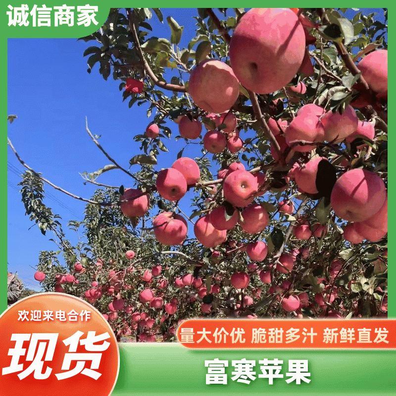 寒富苹果，个头均匀，颜色全红，甜脆可口，价格实惠大量现货