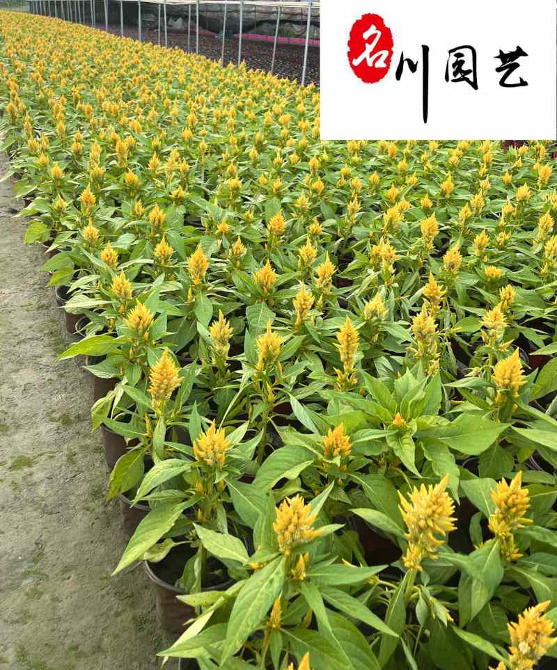 黄花火炬杯苗基地批发成都花卉苗木供应黄花火炬红花火炬