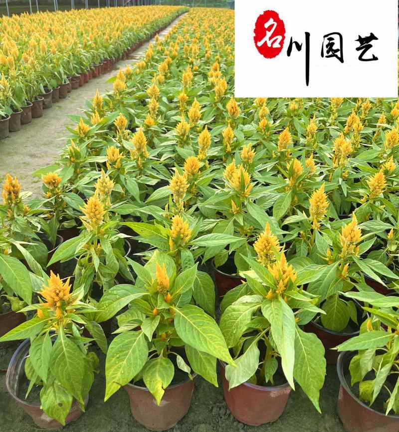 黄花火炬杯苗基地批发成都花卉苗木供应黄花火炬红花火炬
