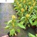 黄花火炬杯苗基地批发成都花卉苗木供应黄花火炬红花火炬
