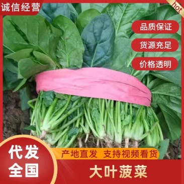 河南焦作精品大叶菠菜，25到30公分，大棚，陆地都有货