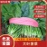 河南焦作精品大叶菠菜，25到30公分，大棚，陆地都有货
