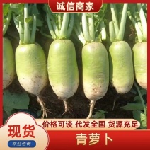焦作青头萝卜791，颜色好，个头均匀，基地直供，货源充足