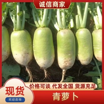 焦作青头萝卜791，颜色好，个头均匀，基地直供，货源充足