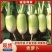 焦作青头萝卜791，颜色好，个头均匀，基地直供，货源充足