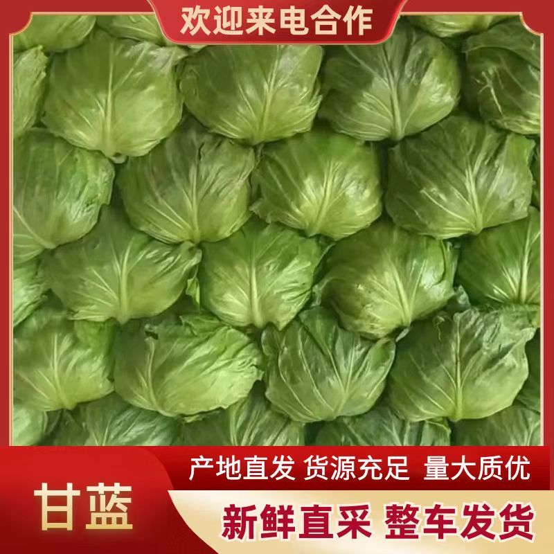 河南焦作博爱甘蓝，颜色绿，个头均匀，货源充足，保质保量。