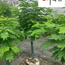 供应黄花槐5-10公分黄花槐基地直供四川黄花槐价格