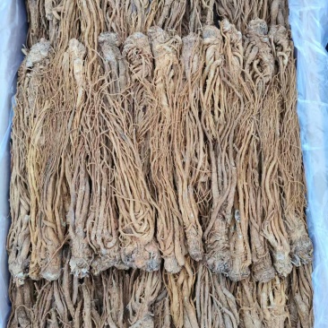 甘肃中药材当归成品产地直发质量保证可视频看货