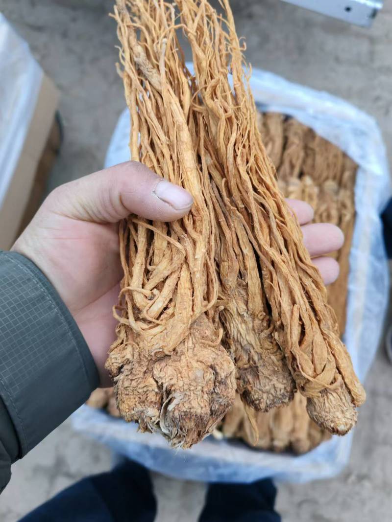 甘肃中药材当归成品产地直发质量保证可视频看货