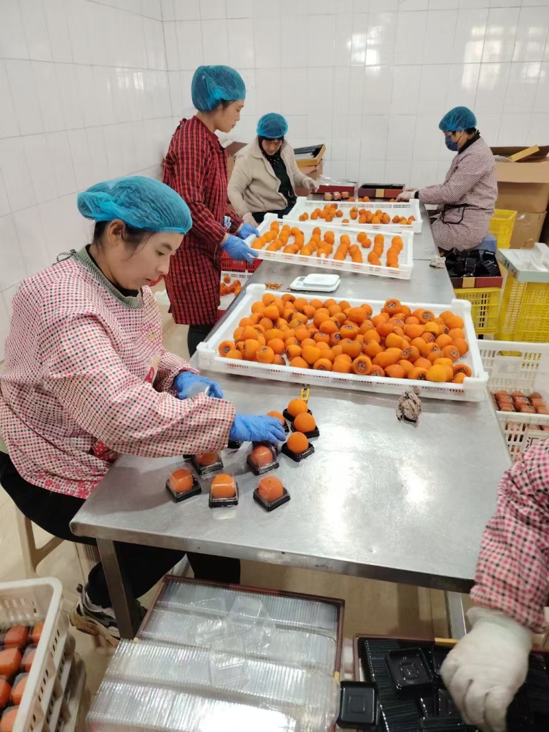 流心冰柿、半干燥柿饼、大量有货、欢迎合作