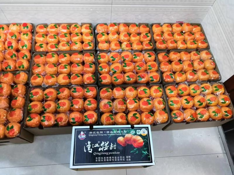 【热卖】清江椪柑产地直发一手货源对接商超规格齐全