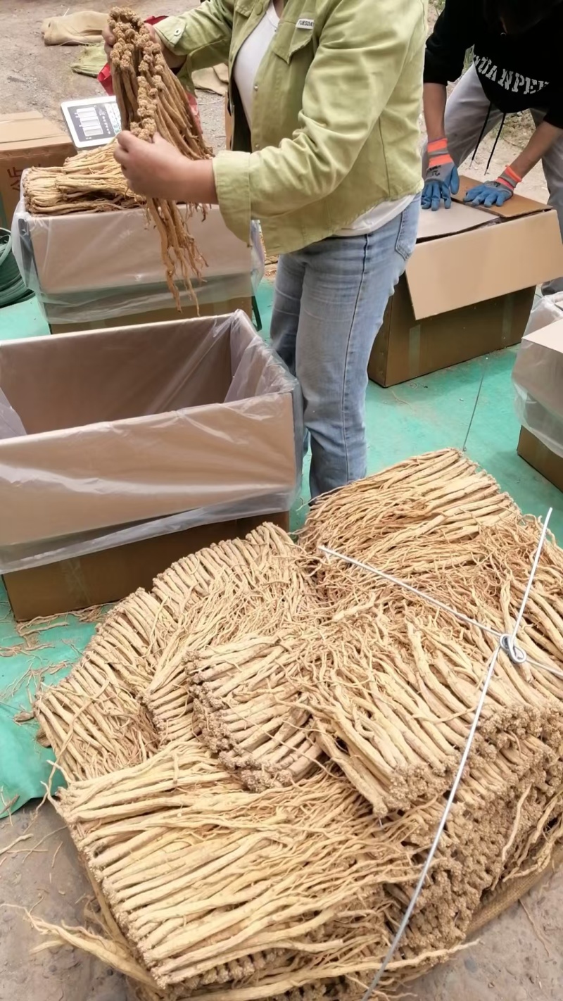 甘肃白条党参中药材党参段大量上市全国发货
