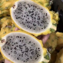 【推荐】精品燕窝果一手货源品质保障口感好可看货欢迎