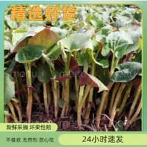 鱼腥草，折耳根