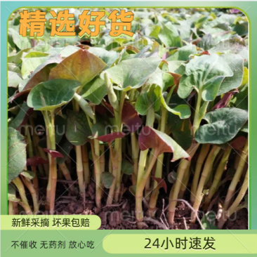 鱼腥草，折耳根