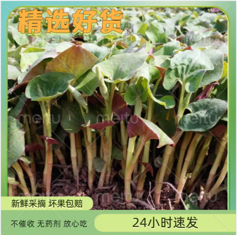 鱼腥草，折耳根