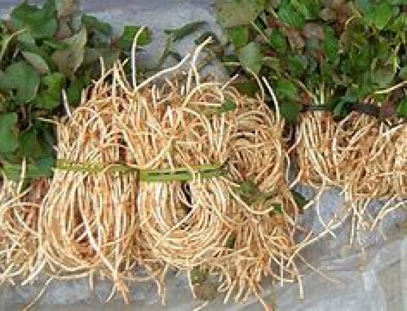 鱼腥草，折耳根