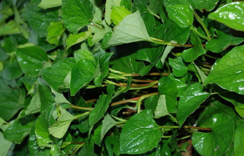 鱼腥草，折耳根