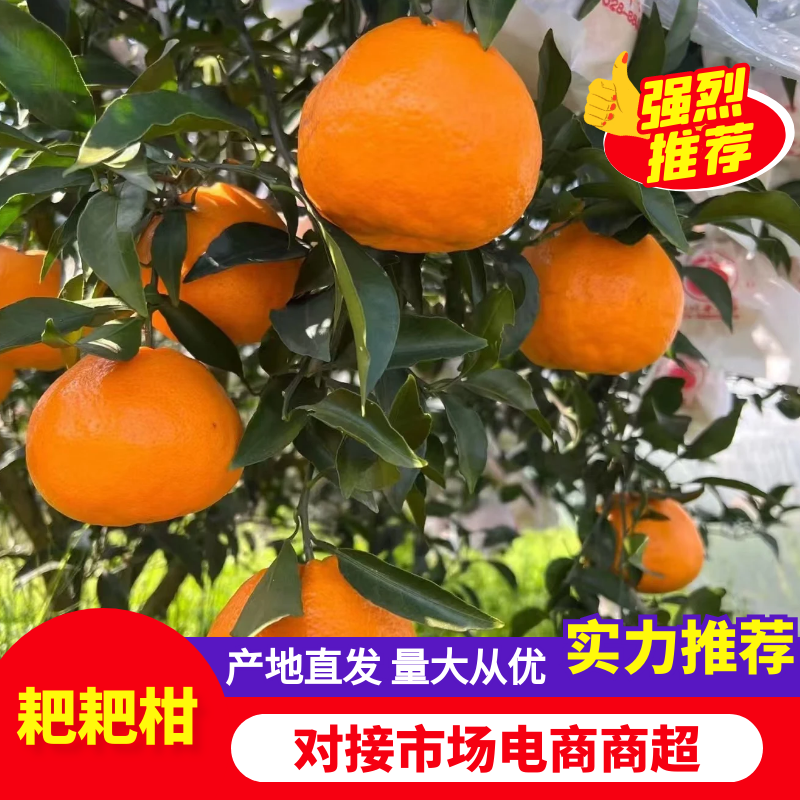 春见柑桔四川正宗耙耙柑货源充足产地直发欢迎咨询下单