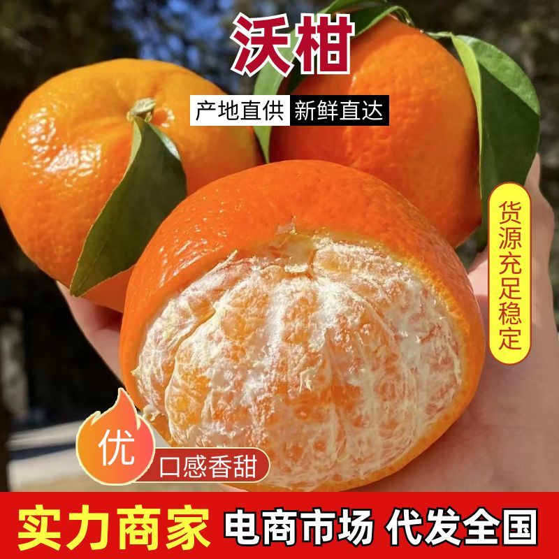 广西沃柑产地一手货源规格齐全，现摘现发可视频看货代发全国