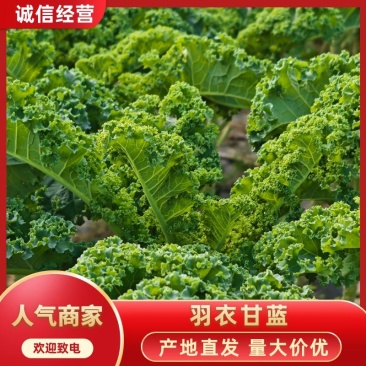 羽衣甘蓝农户一手货源基地直发保质保量供货欢迎咨询