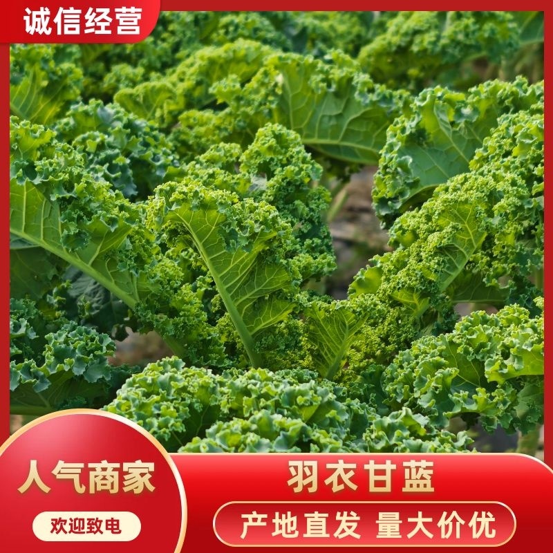 羽衣甘蓝农户一手货源基地直发保质保量供货欢迎咨询