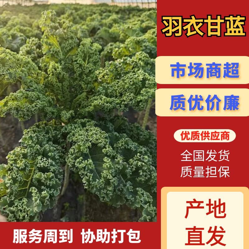 羽衣甘蓝精品甘蓝一手货源价钱实惠保质保量供货