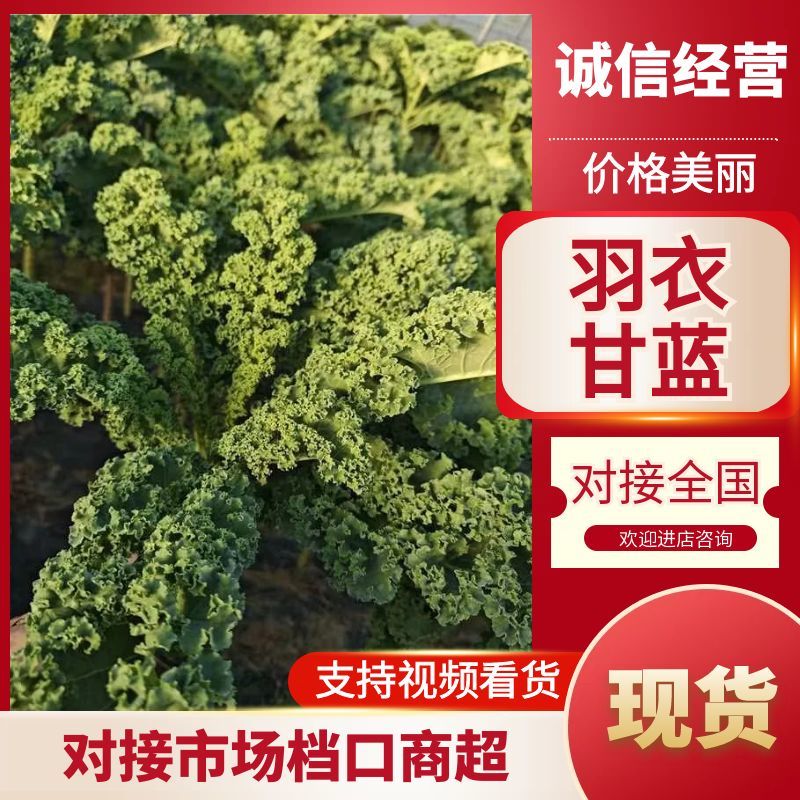 甘蓝产区直发一手货源保质保量供货视频看货