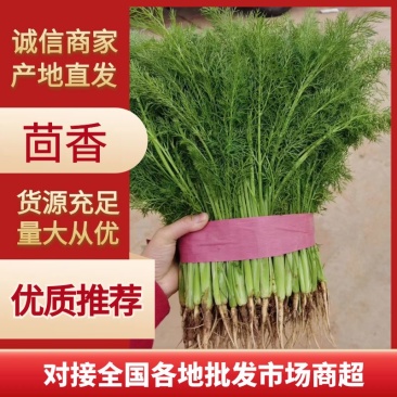 茴香河北产区直发对接全国保质保量欢迎咨询选购