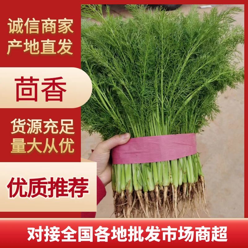 茴香河北产区直发对接全国保质保量欢迎咨询选购
