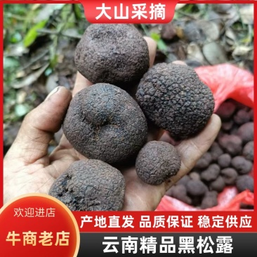 野生黑松露大量供应一手货源品质保证欢迎各地老板选购