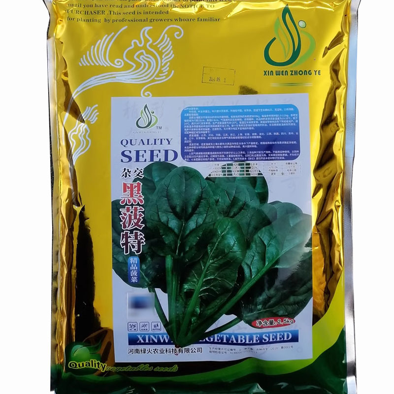 圆叶黑菠菜种子黑菠特大田高产用厚叶菠菜种子