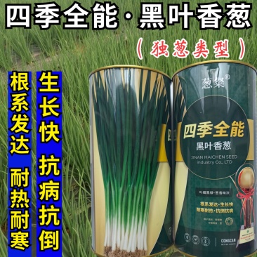 黑叶香葱种子全能四季小香葱耐热耐寒黑绿抗病春夏秋小葱种子