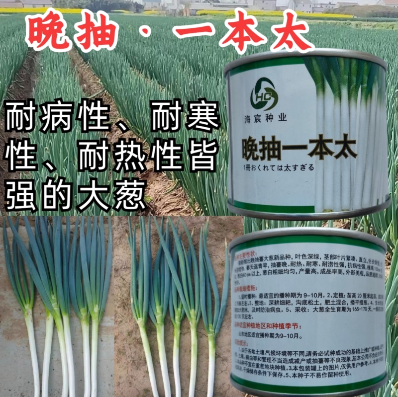 晚抽一本太大葱种子晚抽苔耐热耐寒刚葱钢葱高产章丘大葱种子