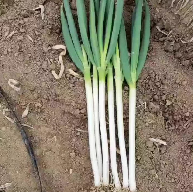 晚抽一本太大葱种子晚抽苔耐热耐寒刚葱钢葱高产章丘大葱种子